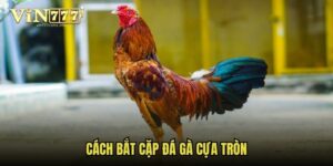 cach-bat-cap-da-ga-cua-tron