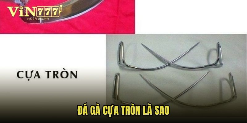 Đá gà cựa tròn là gì