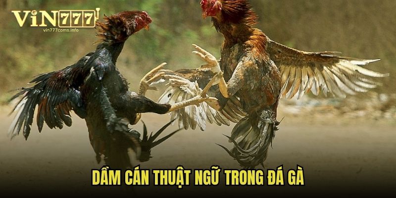 Dầm cán thuật ngữ trong đá gà