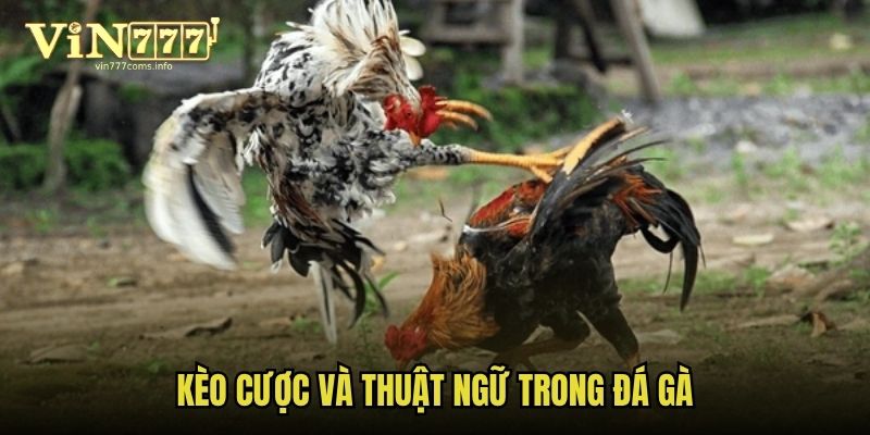 keo-cuoc-va-thuat-ngu-trong-da-ga
