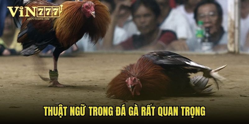 Thuật ngữ trong đá gà rất quan trọng