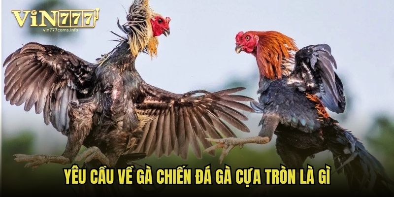 Quy định cho bộ cựa tròn đá gà cựa tròn là gì